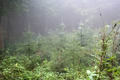 Waldbegehung 2021